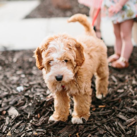 jordan landing puppy store